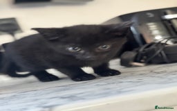 Mixed Breed cats for sale: Beautiful Kittens for sale  - Image 6