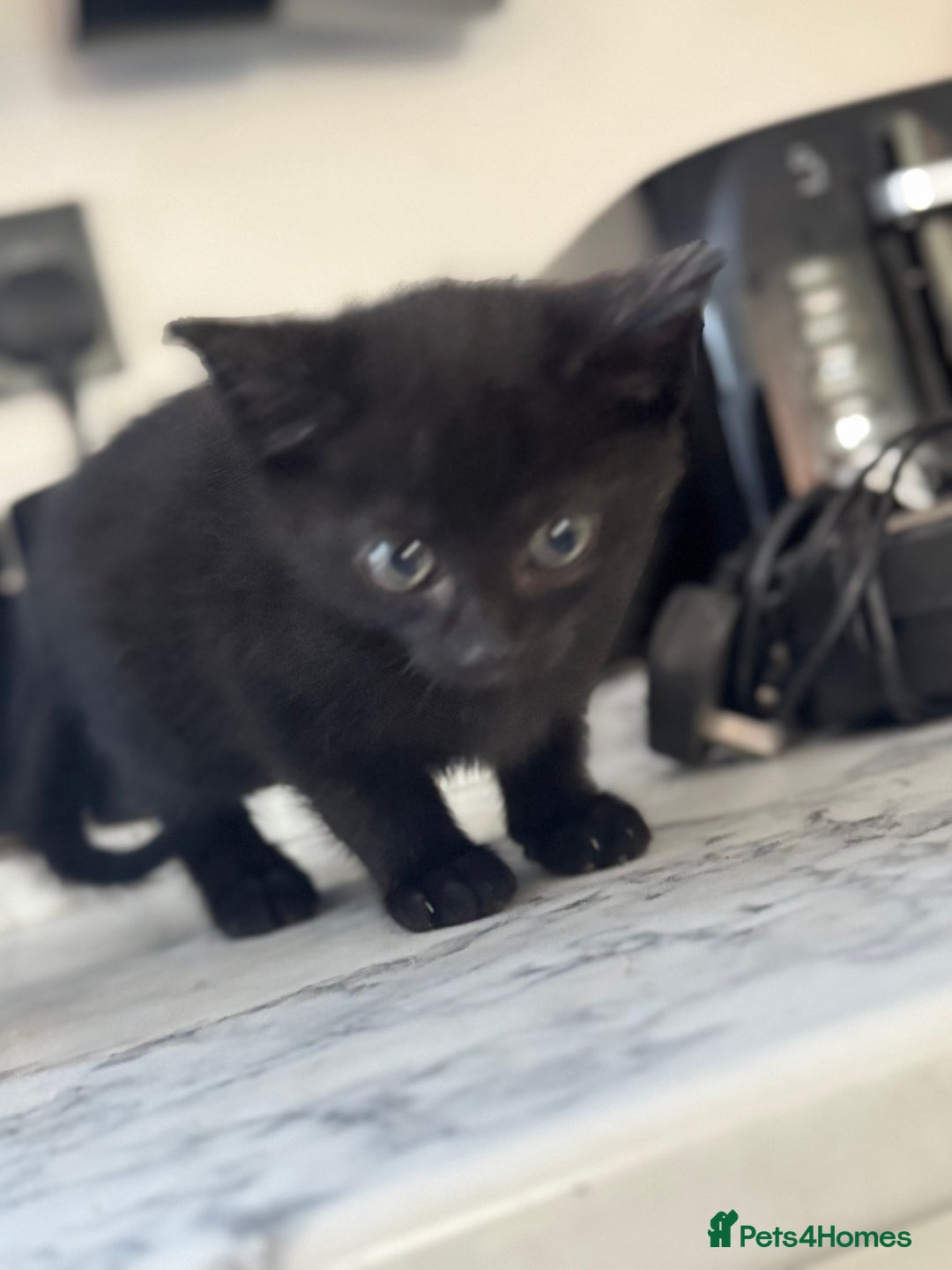 Mixed Breed cats for sale: Beautiful Kittens for sale  - Image 6