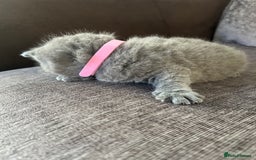 British Shorthair cats for sale: Beautiful Chunky Fluffy British Shorthair Kittens - Image 2