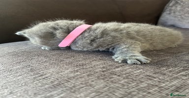 British Shorthair cats - Advert 1