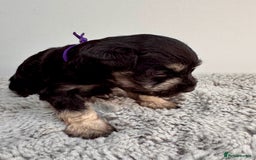 Miniature Schnauzer dogs for sale: Adorable KC registered Miniature Schnauzers - Image 5