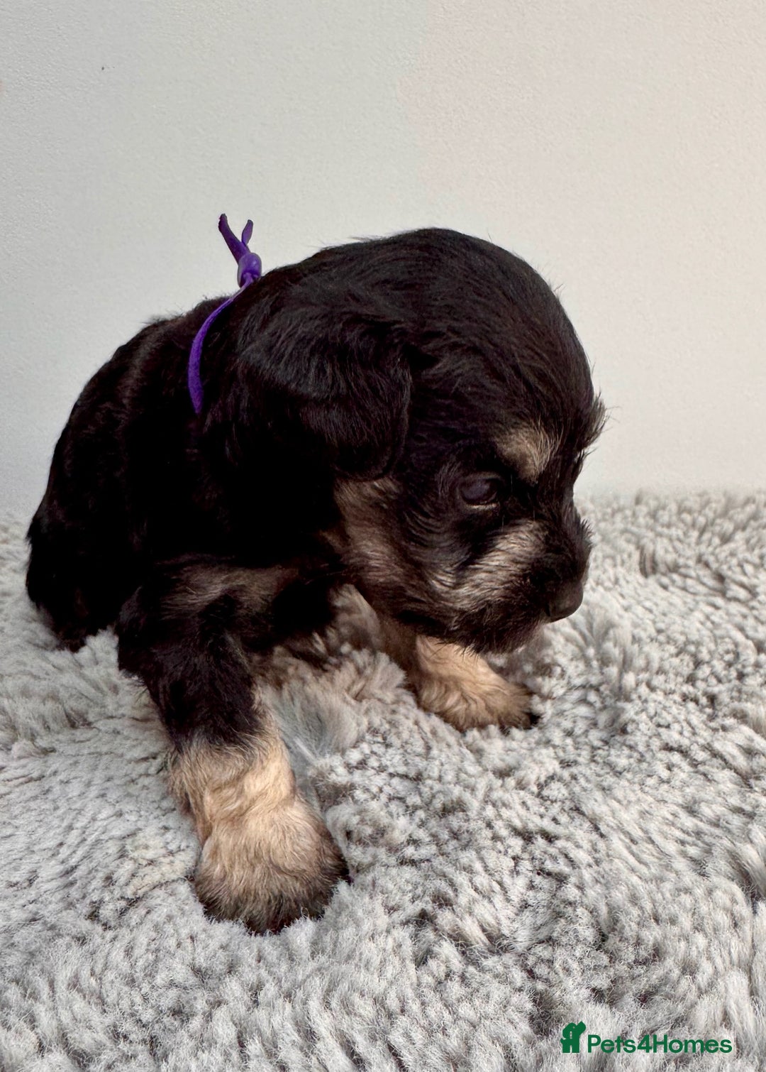 Miniature Schnauzer dogs for sale: Adorable KC registered Miniature Schnauzers - Image 5