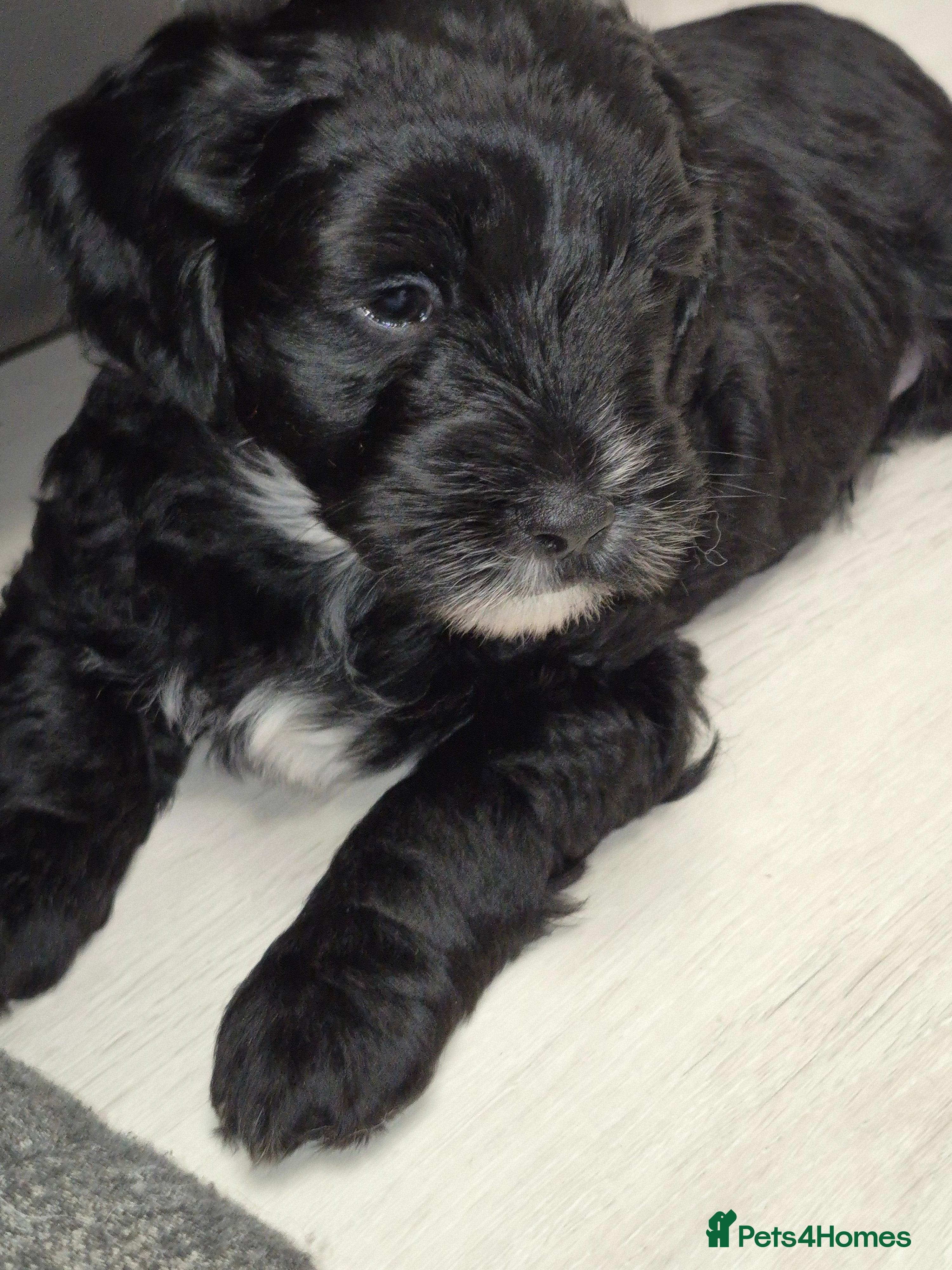 Mixed Breed dogs Yorkiepoo puppies  - Advert 15