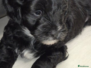 Mixed Breed dogs Yorkiepoo puppies - Advert 15