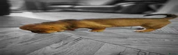 Mixed Breed dogs for sale: Chow chow pupps  - Advert 14