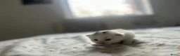 Mixed Breed cats for sale: 3 gorgeous Kittens for sale  - Advert 20