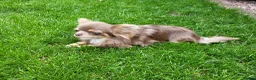 Chihuahua dogs for sale: 2 Gorgeous long coat female chihuahuas - Advert 3