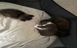 Ragdoll cats for sale: Ragdoll mix  - Image 3