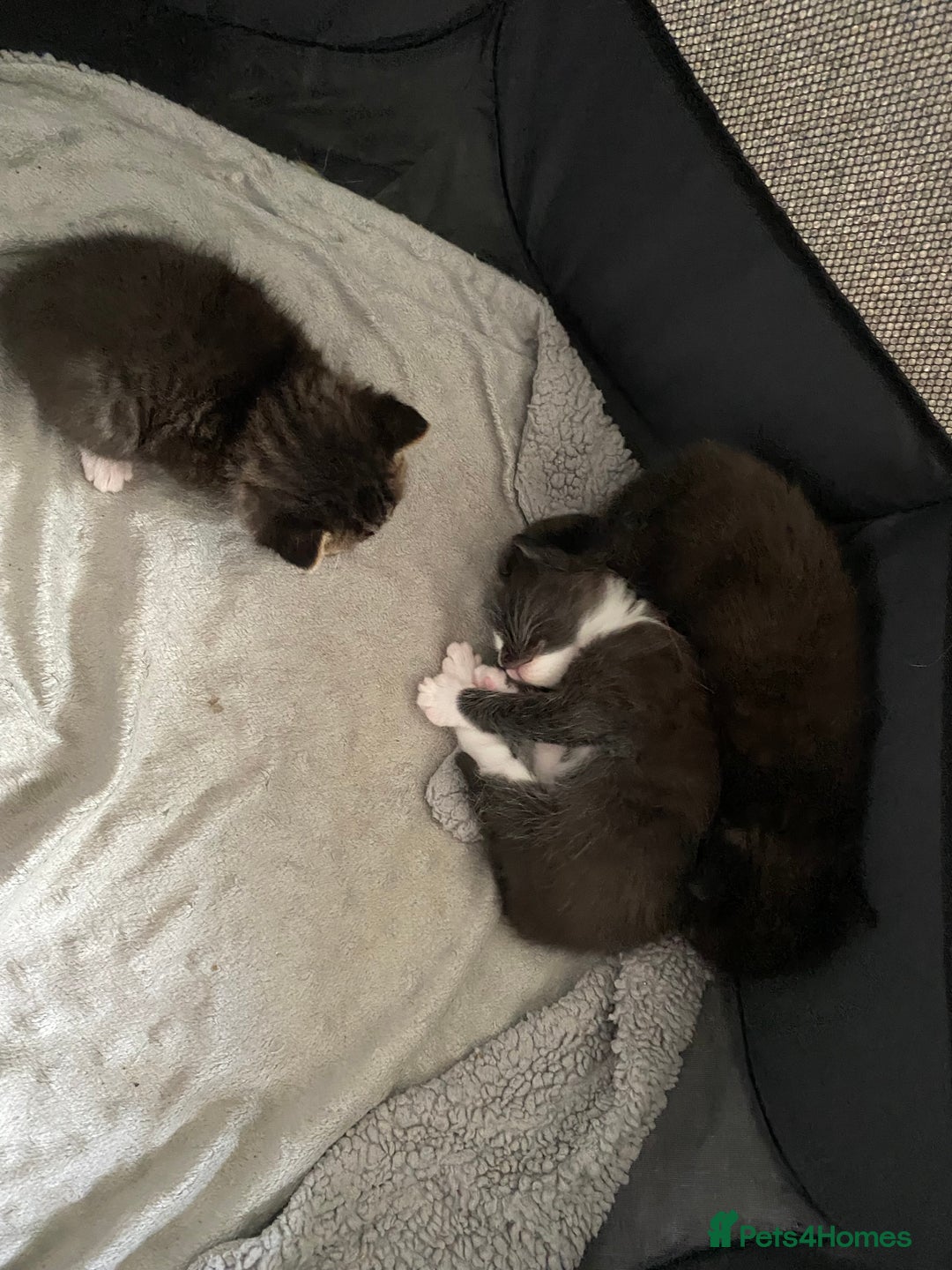 Ragdoll cats for sale: Ragdoll mix  - Image 3