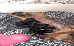 Yorkshire Terrier dogs for sale: 6 Beautiful yorkshire terrier puppy’s, 3 LEFT!!! - Image 5
