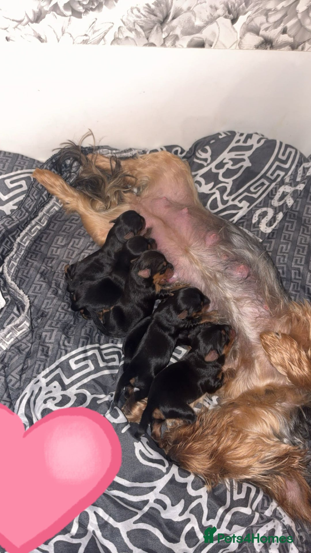 Yorkshire Terrier dogs for sale: 6 Beautiful yorkshire terrier puppy’s, 3 LEFT!!! - Image 5