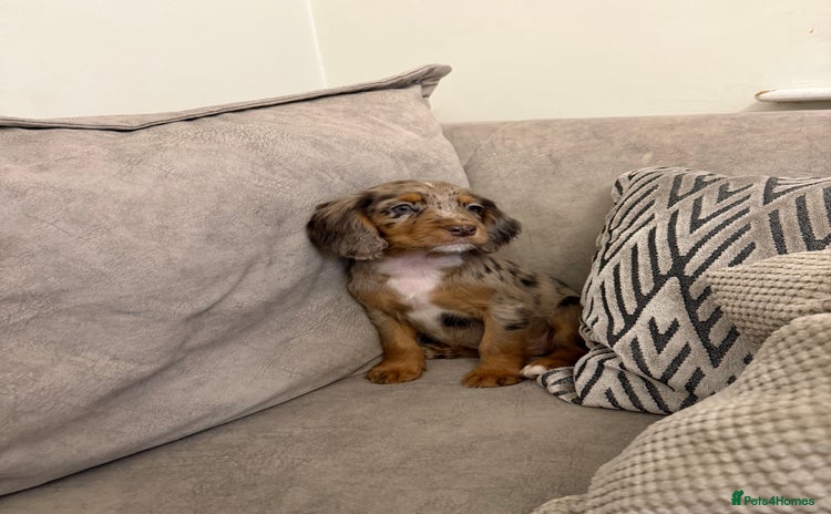 Cocker Spaniel dogs Cocker spaniel puppies  - Advert 3