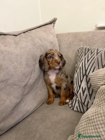 Cocker Spaniel dogs Cocker spaniel puppies - Advert 3