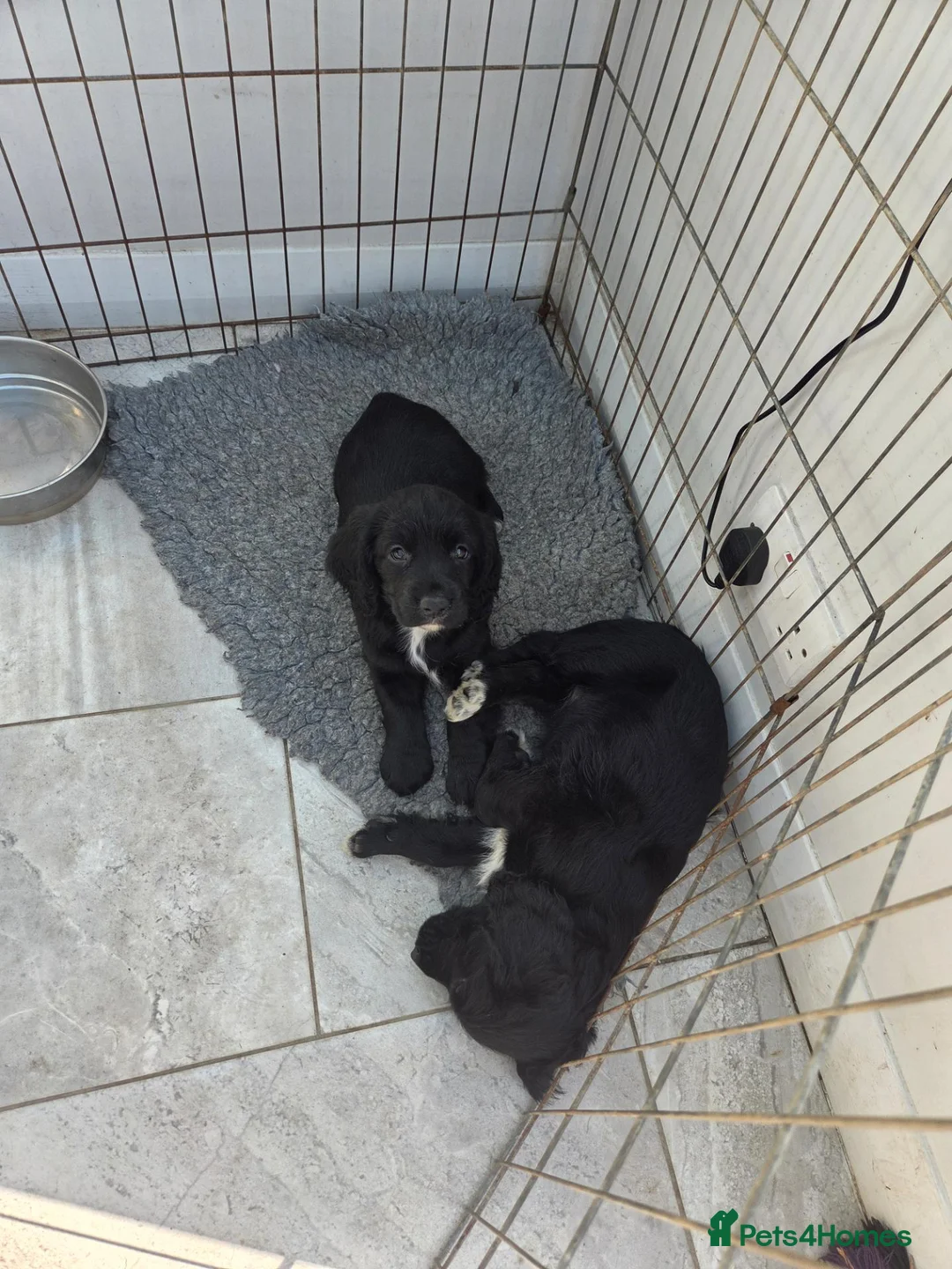 Cocker Spaniel dogs for sale: Working cocker spaniel  - Advert 2