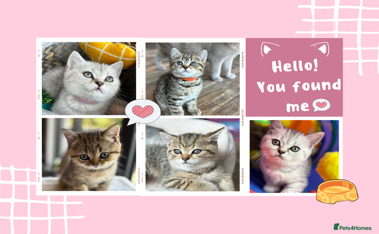 British Shorthair cats - Advert 1