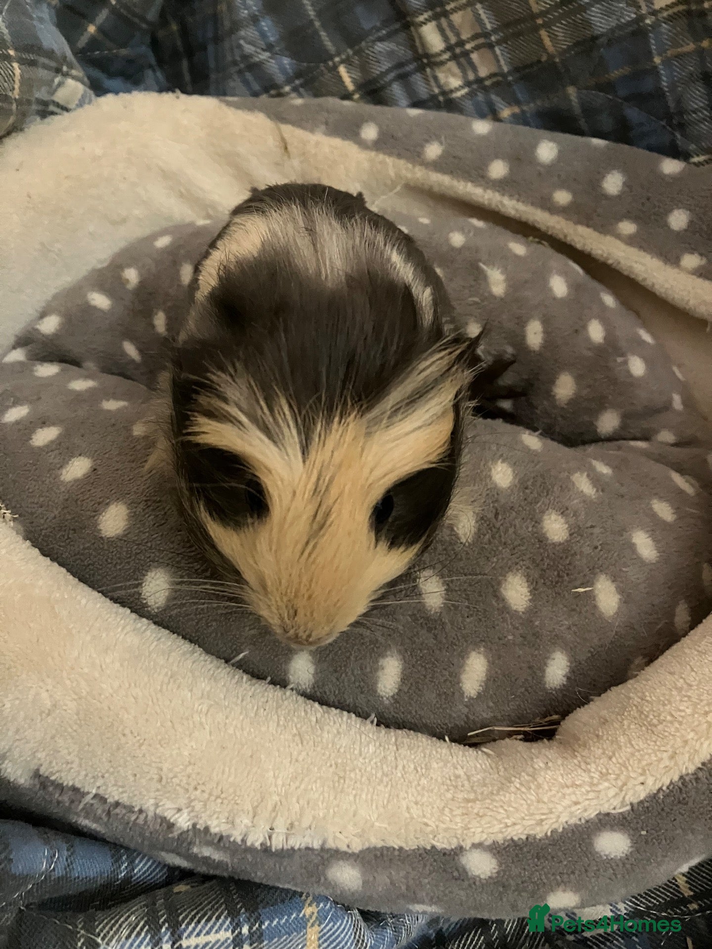 Guinea Pig rodents Lots of lovely baby boy guinea pigs - Advert 15