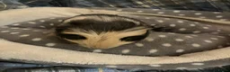 Guinea Pig rodents for sale: Lots of lovely baby boy guinea pigs - Advert 4