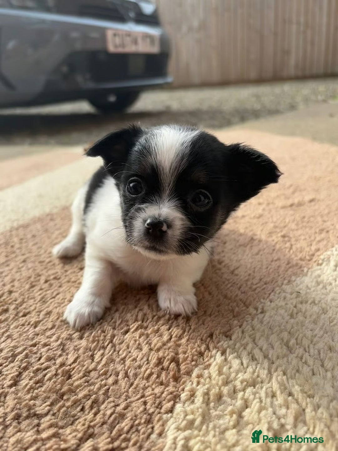 Chihuahua dogs for sale: Adorable Chihuahua Puppies for sale - Advert 1