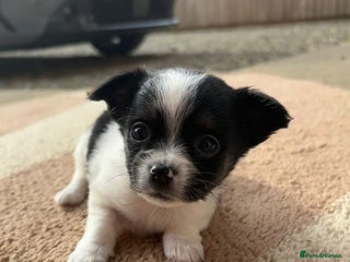 Chihuahua dogs Adorable Chihuahua Puppies for sale - Advert 1