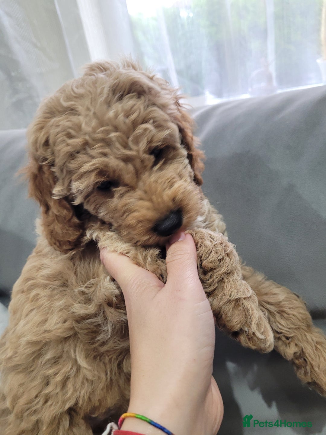 Cockapoo dogs for sale: Sold ! Sweet boy cockapoo - Advert 16