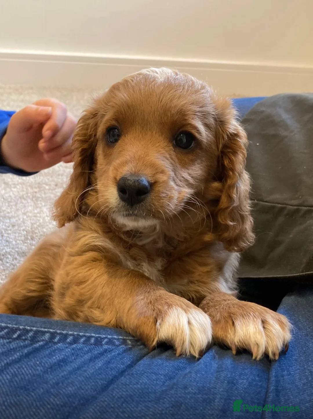 Mixed Breed dogs for sale: 12 week old Cavapoochon absolutely beautiful  - Advert 1