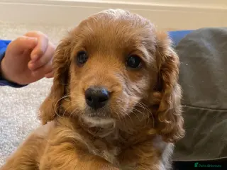 Mixed Breed dogs 12 week old Cavapoochon absolutely beautiful - Advert 6