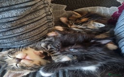 Maine Coon cats for sale: Maine coon x British short hair - Image 5