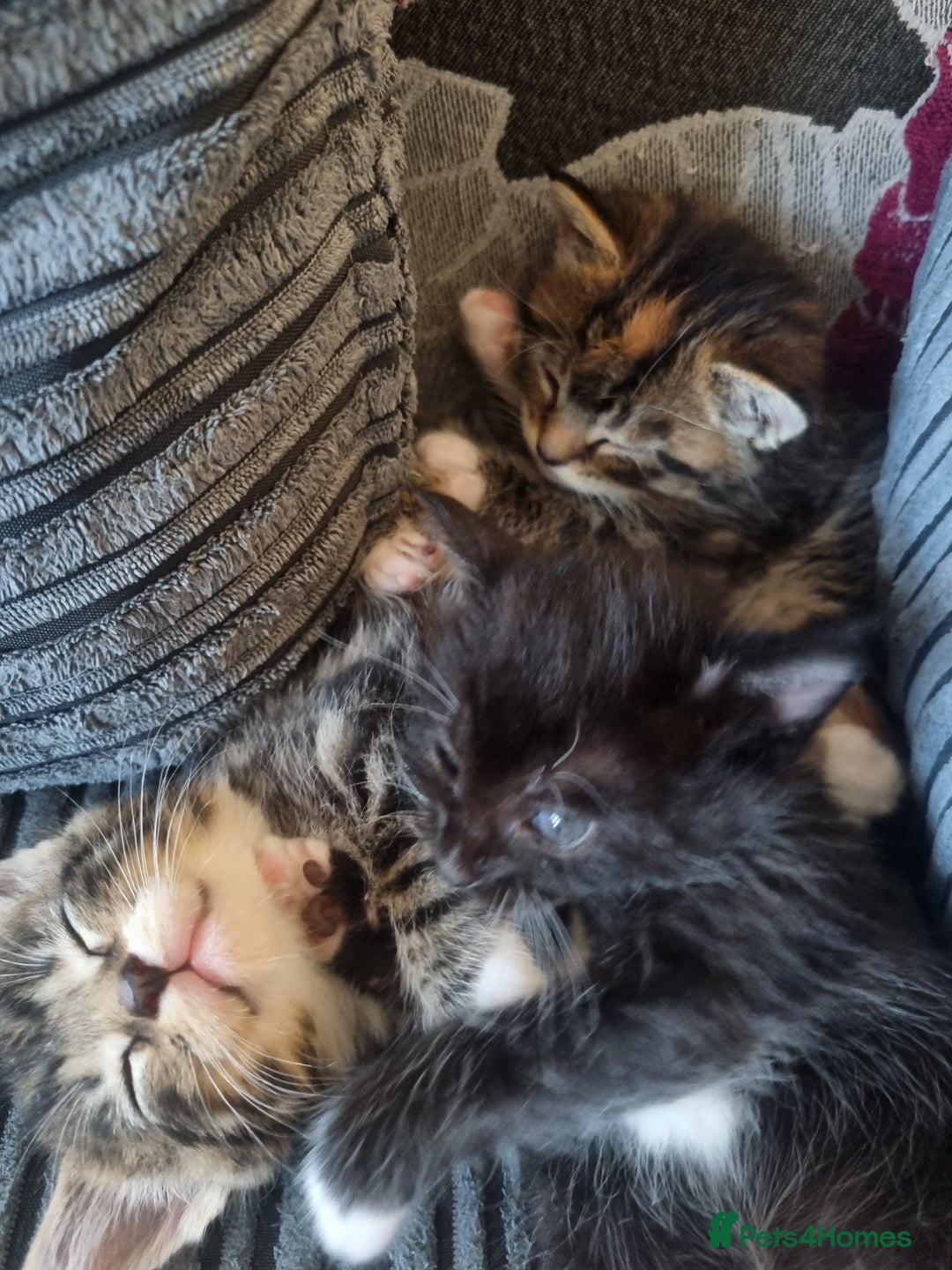 Maine Coon cats for sale: Maine coon x British short hair - Image 5