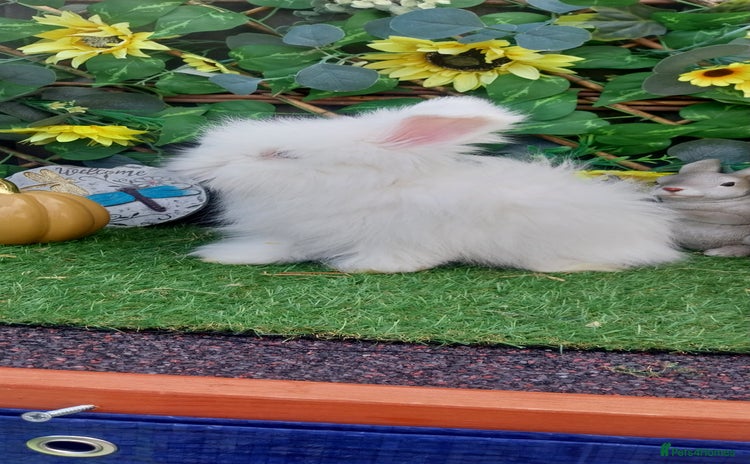 Angora rabbits - Advert 2