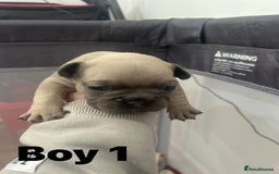 French Bulldog dogs for sale: French Bulldog Pups for sale - Image 12