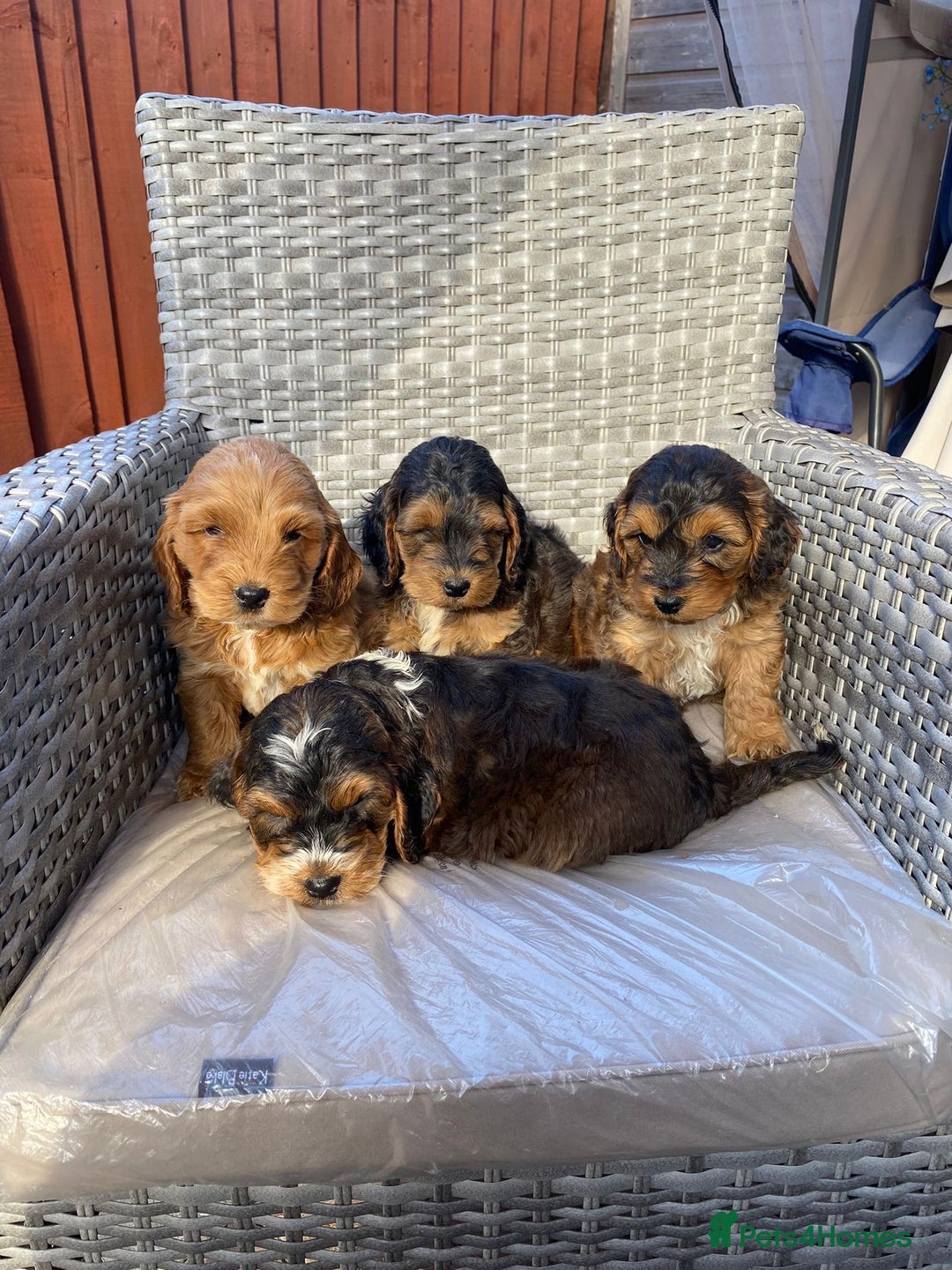 Cockapoo dogs for sale: Adorable cockerpoo puppies  - Image 2