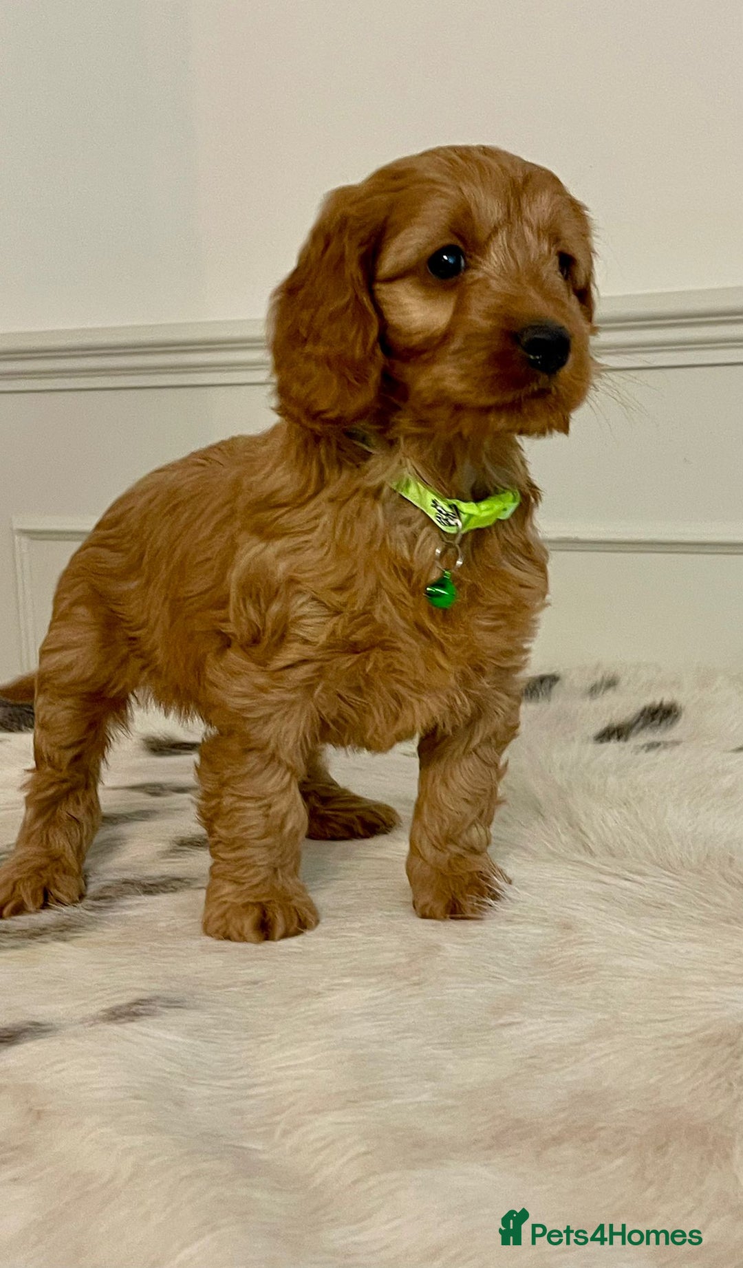 Cockapoo dogs for sale: Adorable F1 Cockapoo Puppies  - Image 4