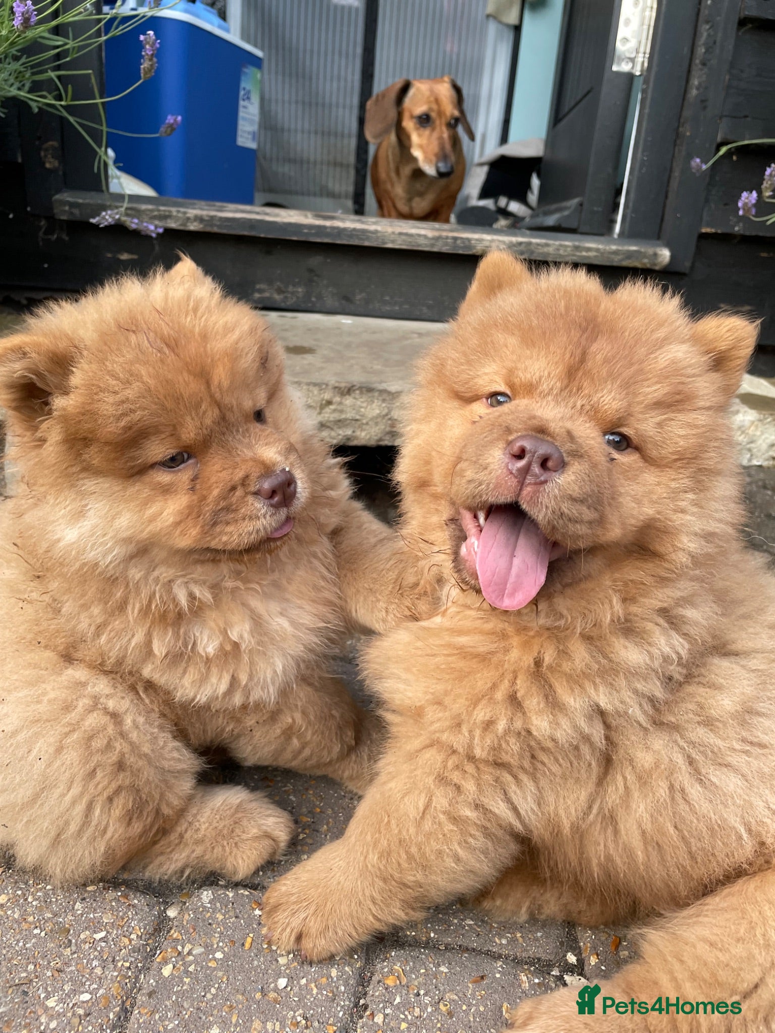 Chow Chow dogs Beautiful Babies nearly ready to leave - Advert 1