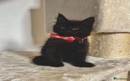Maine Coon cats for sale: Maine coon kittens  - Image 3