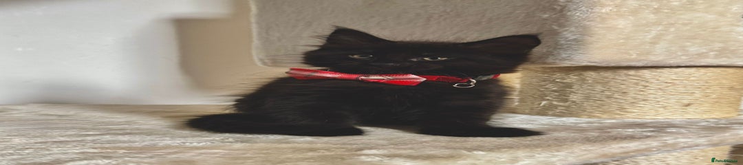 Maine Coon Kitten 1