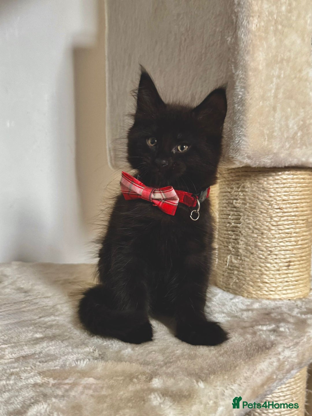 Maine Coon cats for sale: Maine coon kittens  - Image 3