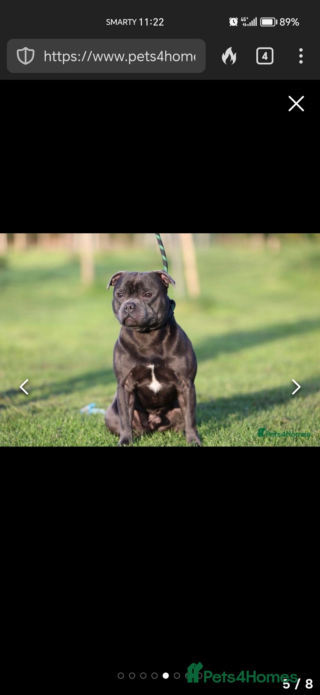 Staffordshire Bull Terrier dogs for sale: Blue chunky Staffordshire pups - Advert 10