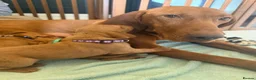 Hungarian Vizsla dogs for sale: !!REDUCED!! Beautiful KC Registered Vizsla Pups - Advert 25
