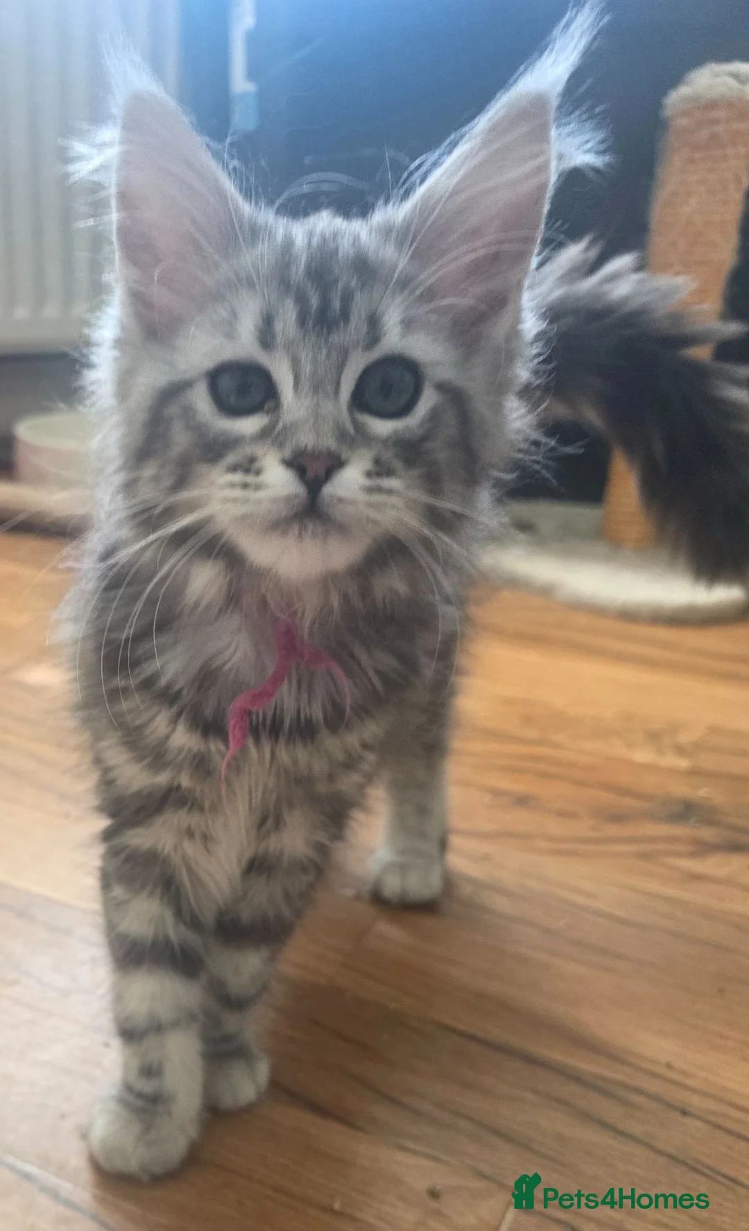 Maine Coon cats for sale: 2 Beautiful Girls left - Advert 6