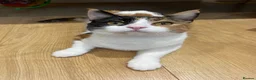Domestic Shorthair cats for sale: 9 month old spayed female Calico cat - Advert 11