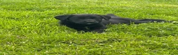 Borador dogs for sale: 8 Labrador pups ready for new home. - Advert 8