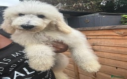 Standard Poodle dogs for sale: Champion Bloodline Standard Poodle Puppies - Image 4