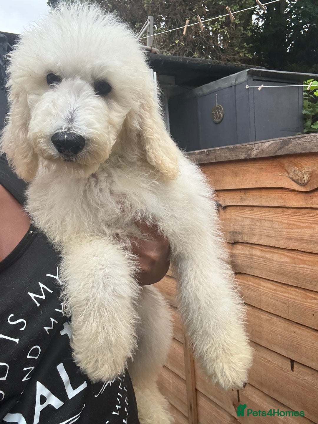 Standard Poodle dogs for sale: Champion Bloodline Standard Poodle Puppies - Image 4