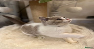 British Shorthair cats - Advert 10