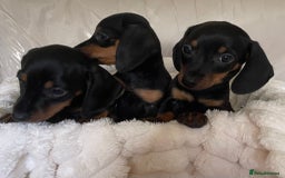 Miniature Dachshund dogs for sale: 💙Miniature dachshund puppies💝 - Image 12
