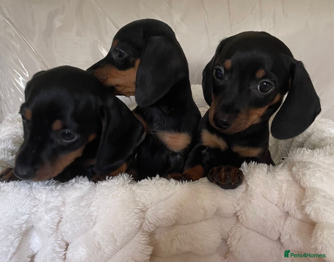 Miniature Dachshund dogs for sale: 💙Miniature dachshund puppies💝 - Image 12