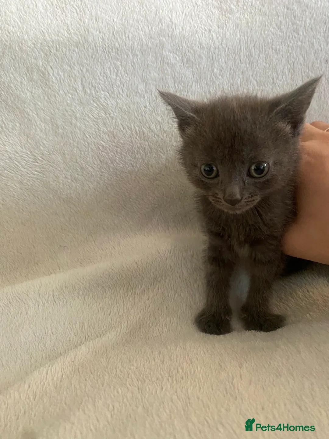 Mixed Breed cats for sale: 5 amazing kittens in Hayes - Advert 2