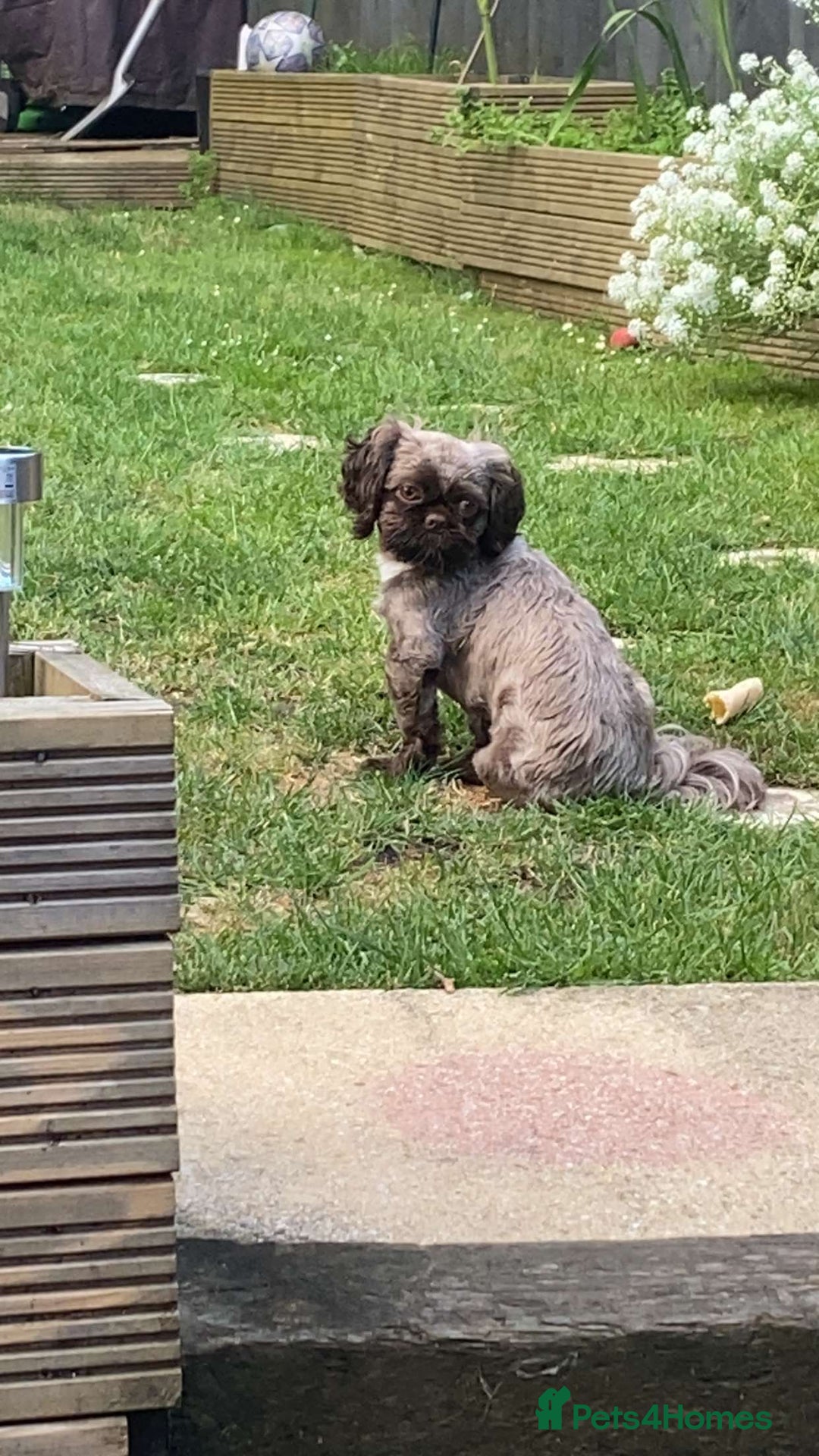 Shih Tzu dogs for stud: KC Shih Tzu Stud – Rare Chocolate/Lavender Coat - Advert 7