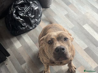 Mixed Breed dogs American bull cross staffy - Advert 1