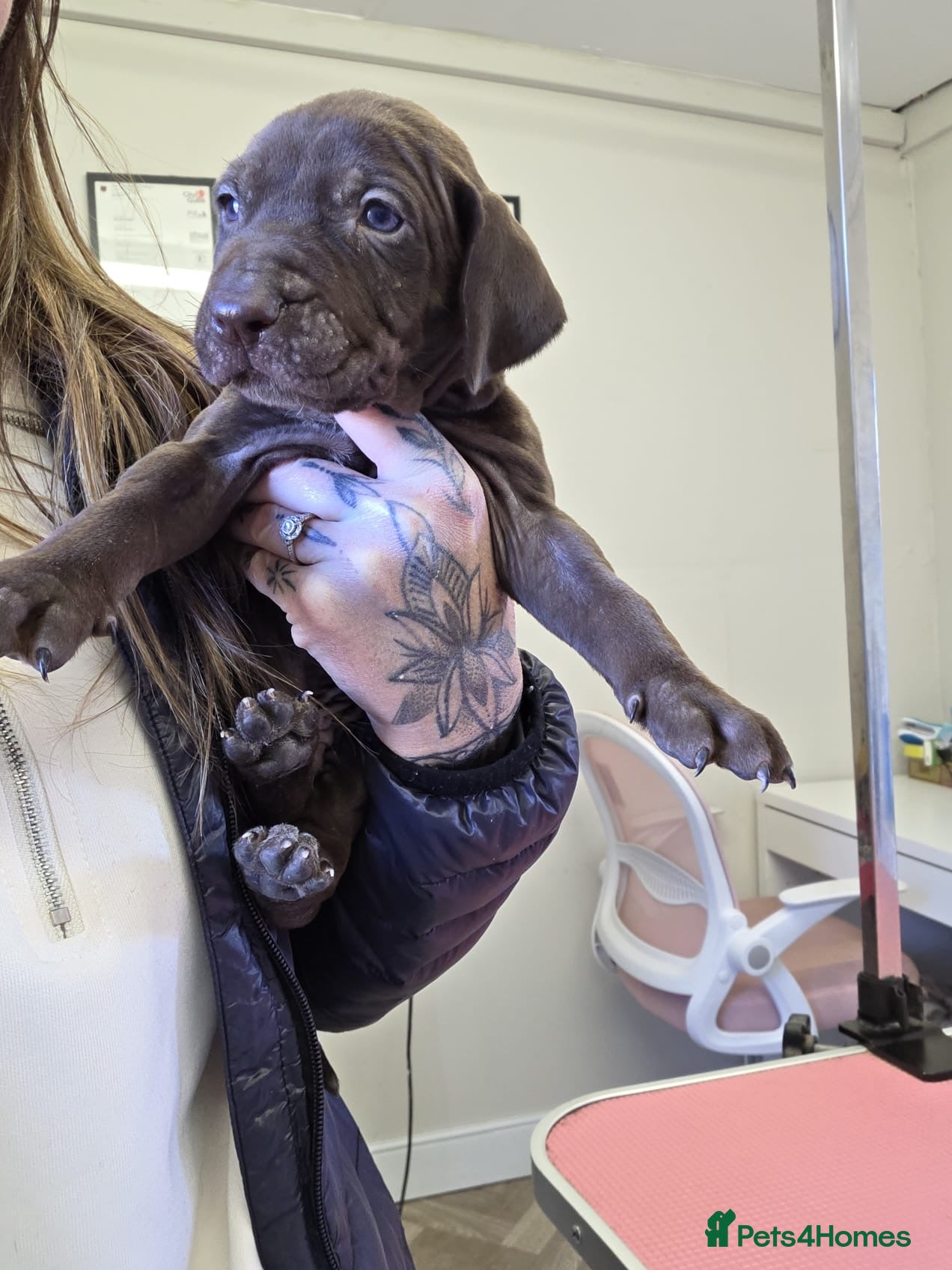 Mixed Breed dogs hungarian vizsla x shorthair german pointer pups - Advert 2